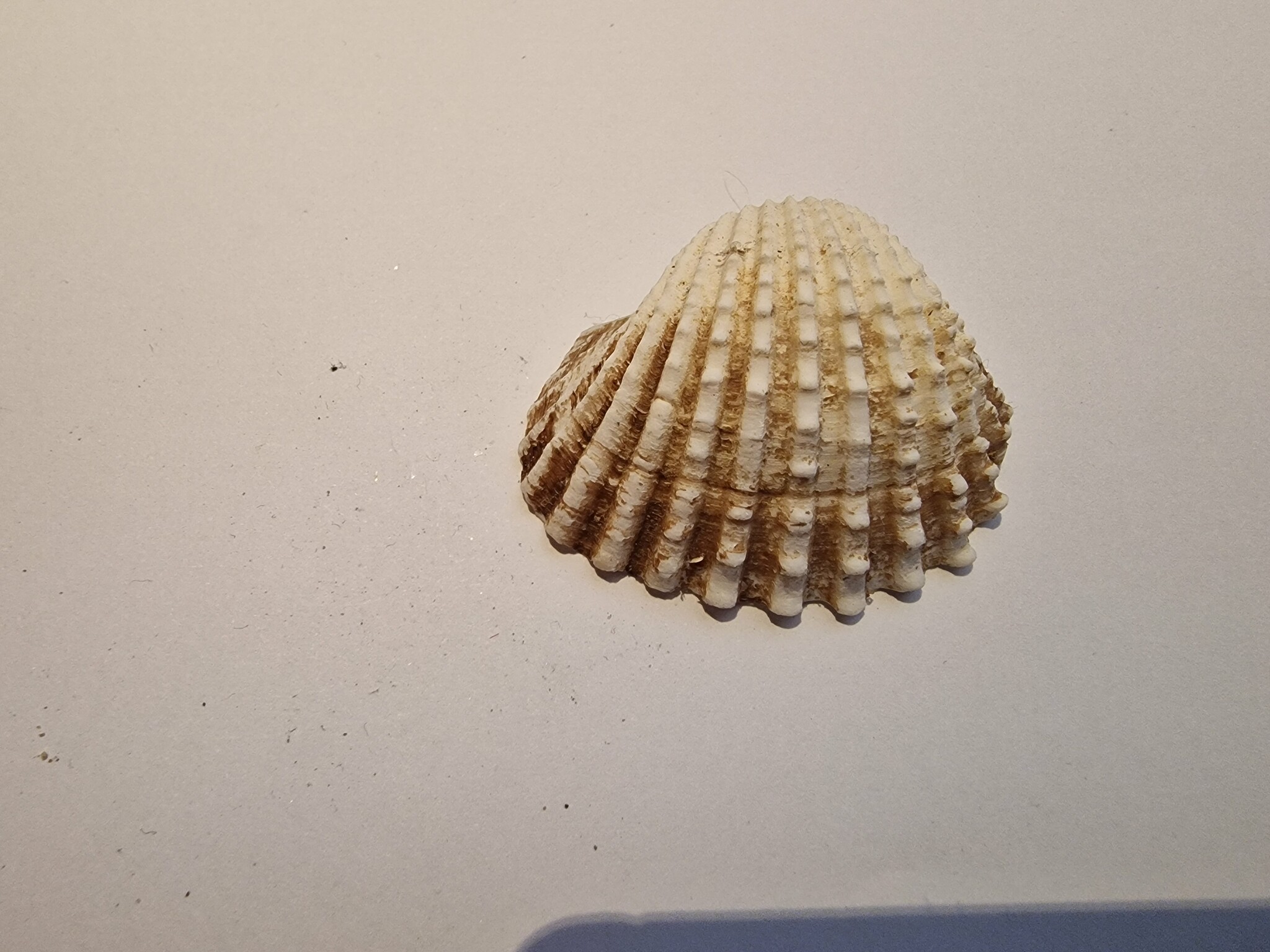 泥蚶 (血蚶) Tegillarca granosa