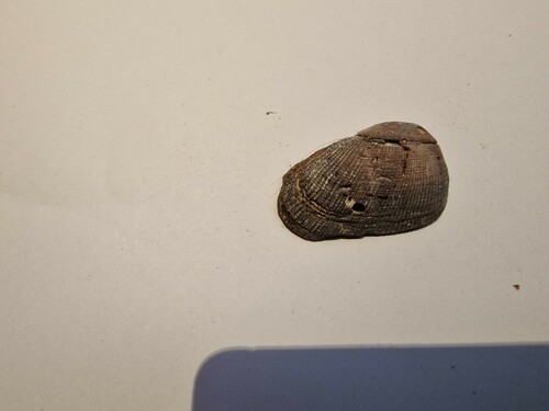 Almond Ark (Barbatia amygdalumtostum)