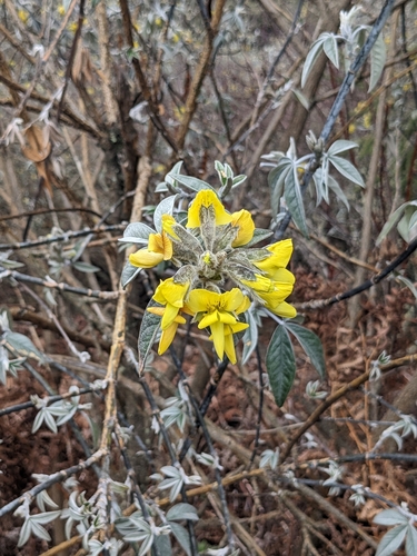Image of Piptanthus nepalensis by (c) Noreen Weeden, some rights reserved (CC BY)