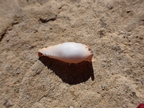 Notocypraea declivis observed 2024-04-20
