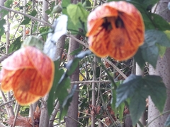Callianthe picta