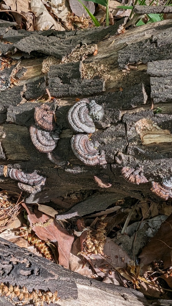 Daedaleopsis styracina · April 2024 · photo: © atsushi_nakajima_cirque (iNaturalist, cc-by)