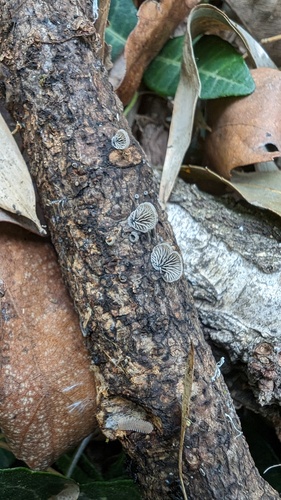 Resupinatus applicatus