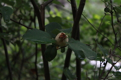 Malacomeles denticulata