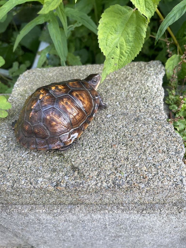 Basic Box Turtle Common Box Turtle in July 2023 by direcakes · iNaturalist