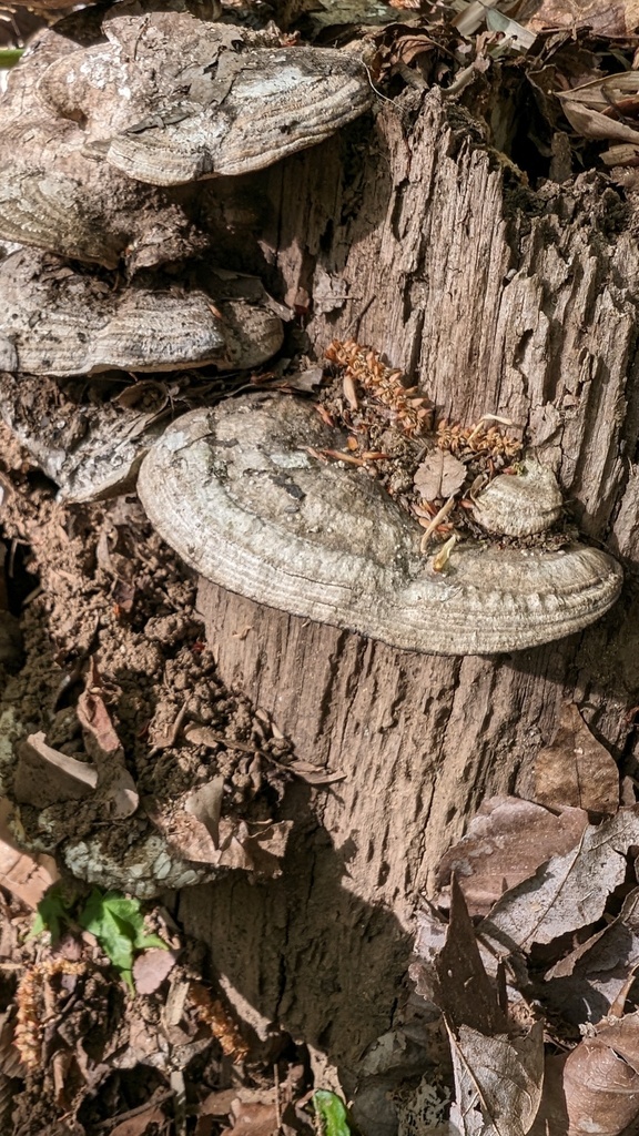 Fomitopsis dickinsii · April 2024 · photo: © atsushi_nakajima_cirque (iNaturalist, cc-by)