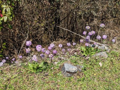 Image of Primula denticulata by (c) Noreen Weeden, some rights reserved (CC BY)