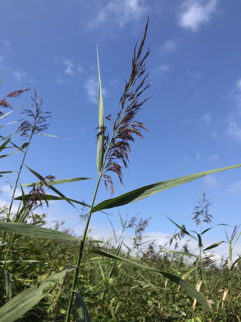 common reed from Sefton, Liverpool, England, GB on September 1, 2023 at ...