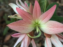 Bauhinia coulteri
