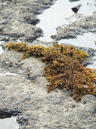 Sargassum cristaefolium observed 2024-03-06