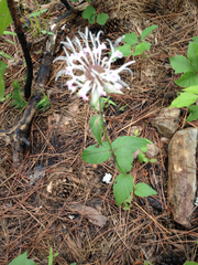 Monarda russeliana
