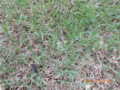 Zoysia tenuifolia