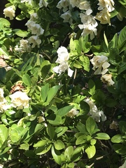 Gardenia jasminoides