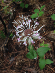 Monarda russeliana