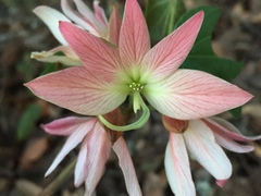 Bauhinia coulteri