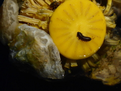 Galerucella nymphaeae