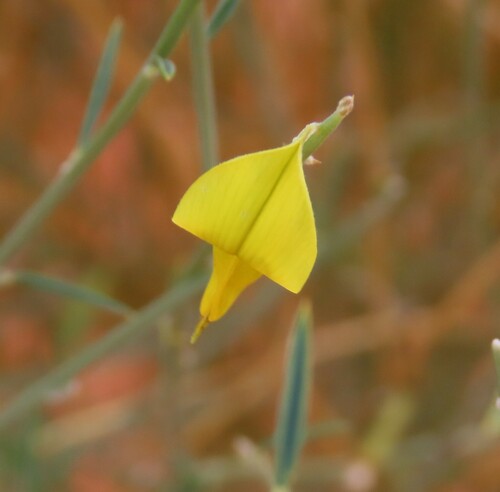 Image of Dune Bush (Crotalaria spartioides) by no rights reserved