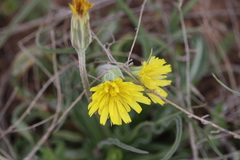 Nothocalais cuspidata