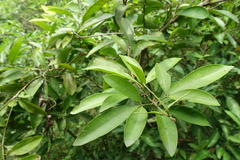 Glycosmis parviflora