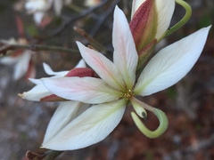 Bauhinia coulteri