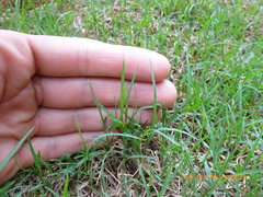 Zoysia tenuifolia