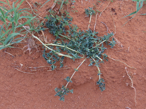 Image of Harpagophytum procumbens by no rights reserved