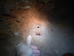 Liphistius batuensis