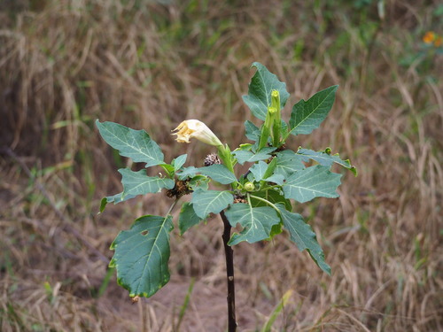 Image of Datura metel by no rights reserved
