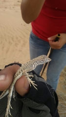 Callisaurus draconoides rhodostictus