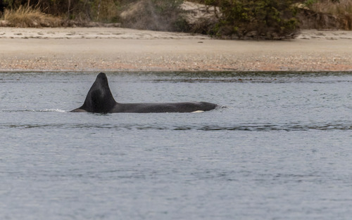 Orca