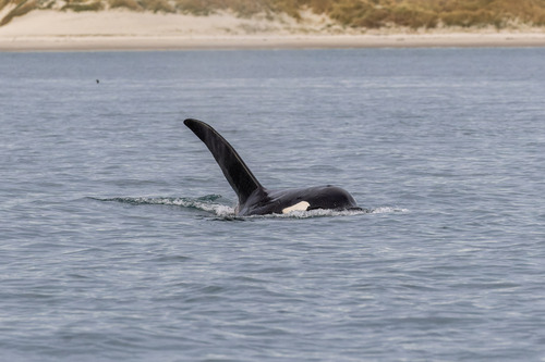 Orca