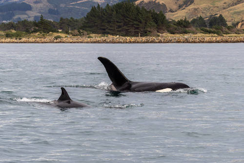 Orca
