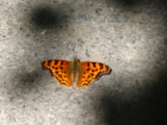 Polygonia satyrus