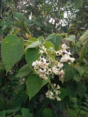 Clerodendrum villosum