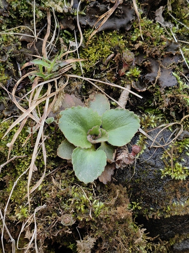 Saxifraga sachalinensis iNat (2)