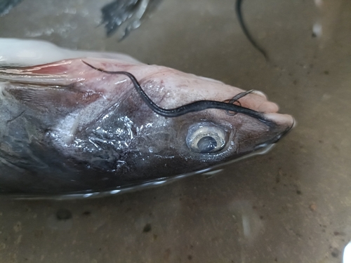Yaqui catfish (Ictalurus pricei) — Ictaluridae — 3