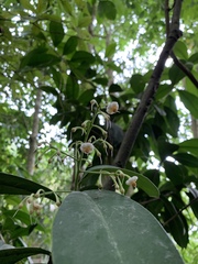 Ardisia paschalis