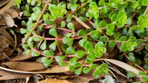 Sedum makinoi iNat (2)