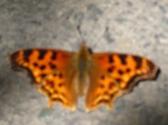 Polygonia satyrus