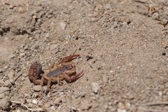 Centruroides edwardsii