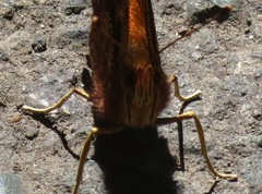 Polygonia satyrus