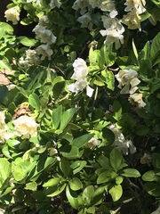 Gardenia