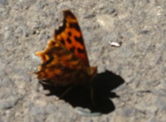 Polygonia satyrus