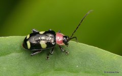 Omophoita peruviana