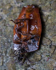 Tessaratoma papillosa
