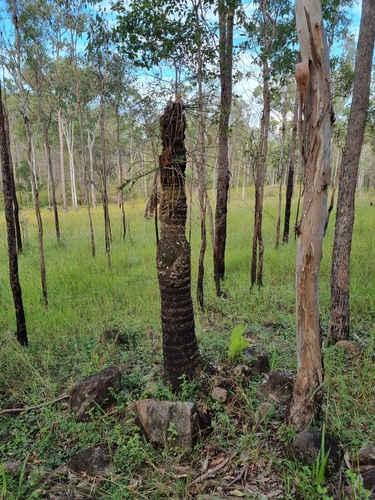 Cycas megacarpa, photograph 4