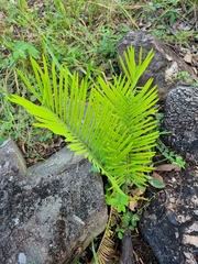 Cycas megacarpa, photograph author not stated, no rights reserved