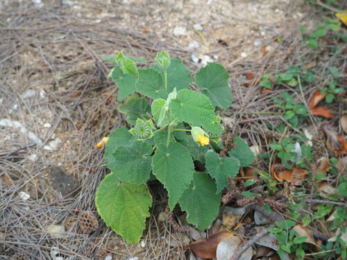 Image of Abutilon guineense by no rights reserved