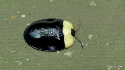 Imatidium thoracicum Fabricius, 1801