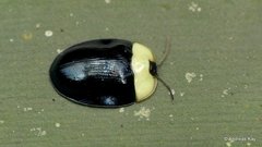 Imatidium thoracicum